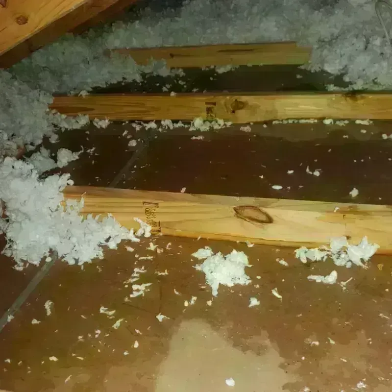 Attic Water Damage in Paradise Heights, FL